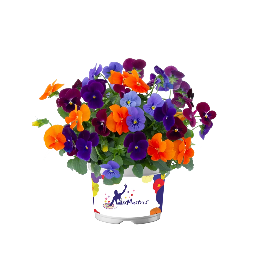 Viola cornuta EVO® Mini MixMasters® Warsaw