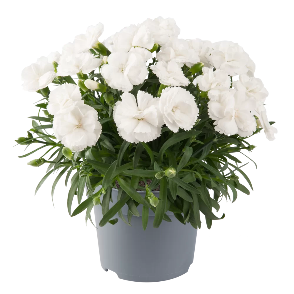 Dianthus caryophyllus Code® White Winter
