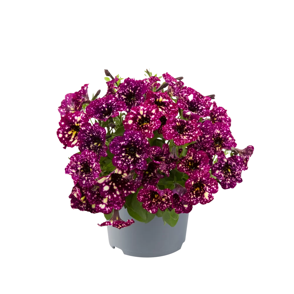 Petunia grandiflora MoonDust Magenta Mambo