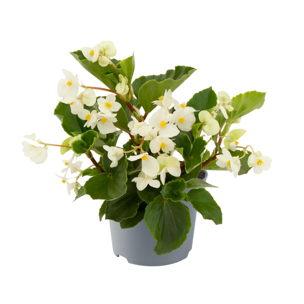 Begonia x hybrida Megawatt™ White Green Leaf