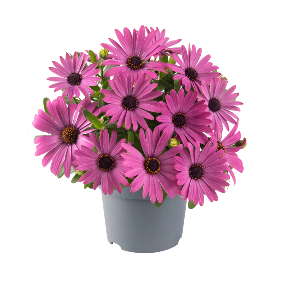 Osteospermum ecklonis Dalina® Compact Pink Impr.