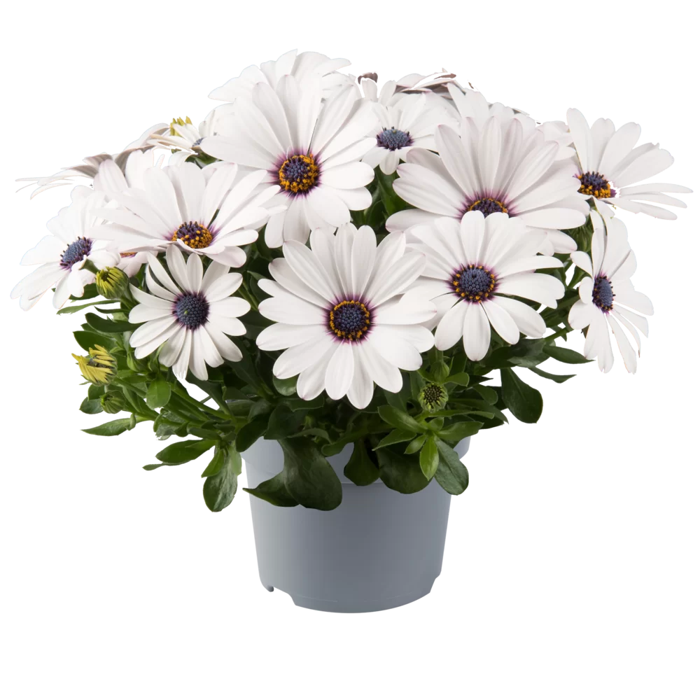 Osteospermum ecklonis Dalina® Compact White