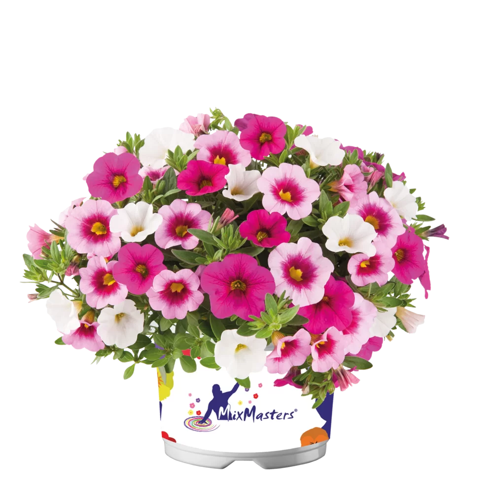 grow your own plant kits Grow Your Own Dancing Plant Kit main image 0