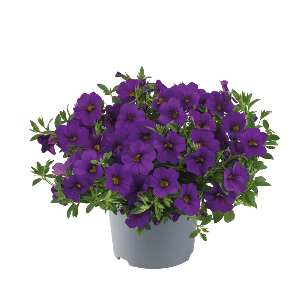 Calibrachoa parviflora Cabaret® Early Deep Blue