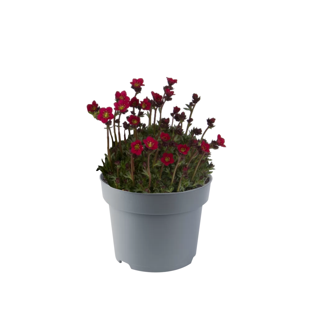 Saxifraga x arendsii Saxony Red