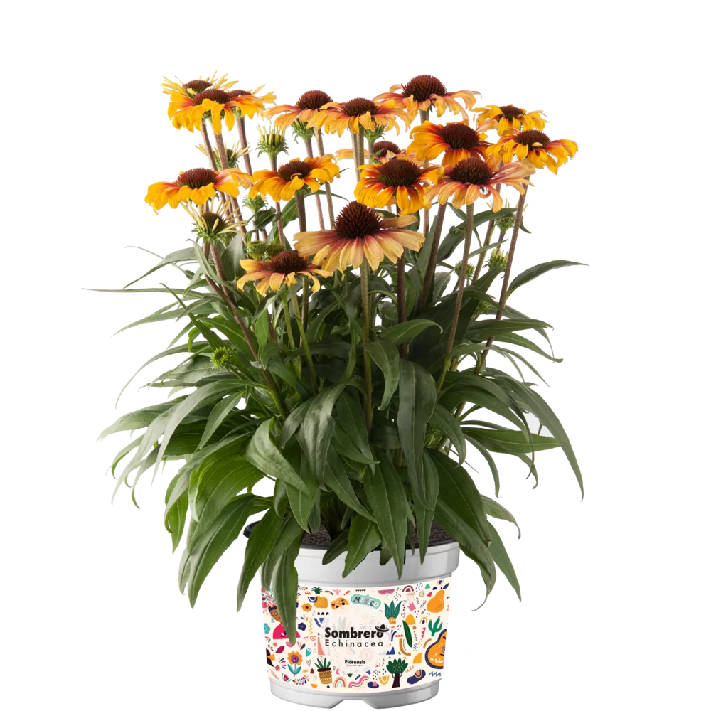 Echinacea purpurea - Sombrero® Special - Yellow Red