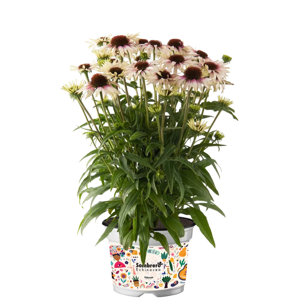 Echinacea purpurea - Sombrero® Special - White Purple