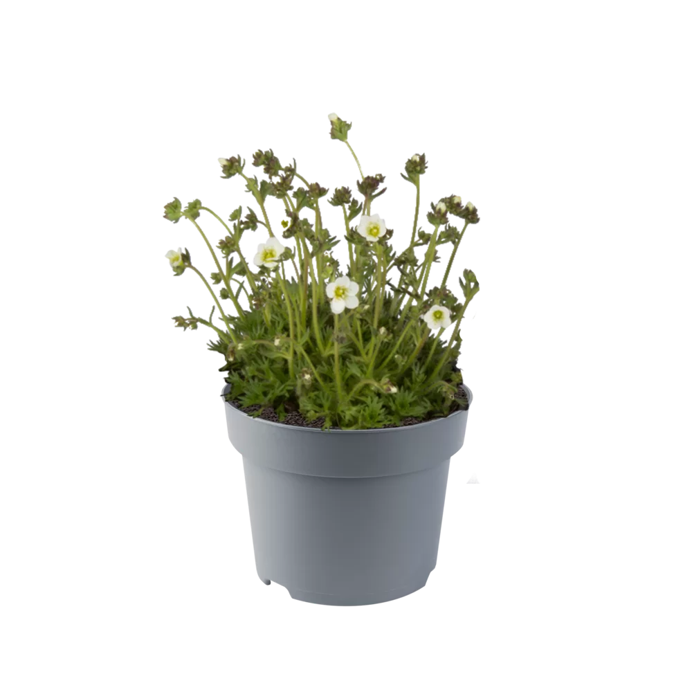 Saxifraga x arendsii - Saxony - White