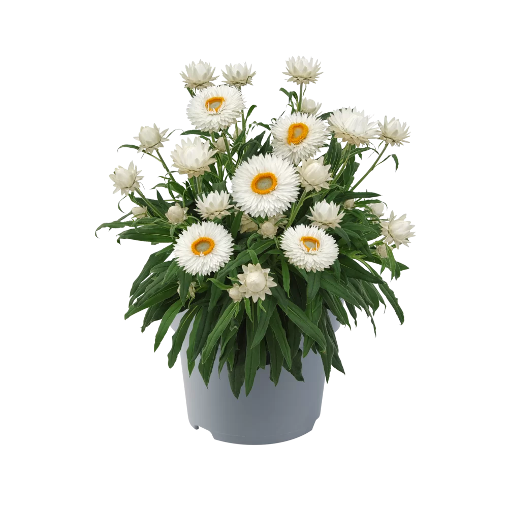 Bracteantha bracteata Crispy White
