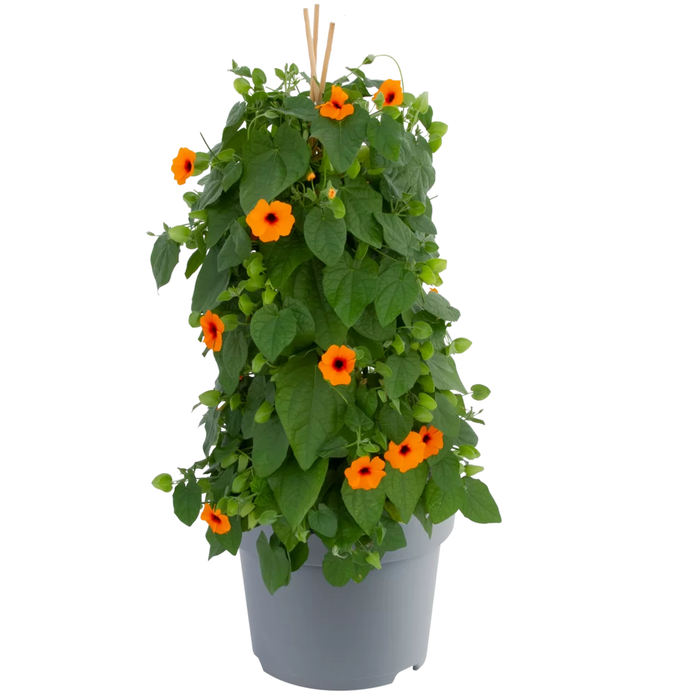 Thunbergia alata - SunEyes - Orange