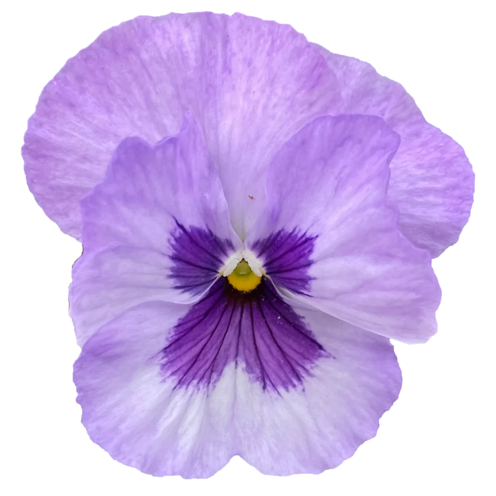 Viola wittrockiana EVO® Lavender Blotch Shades