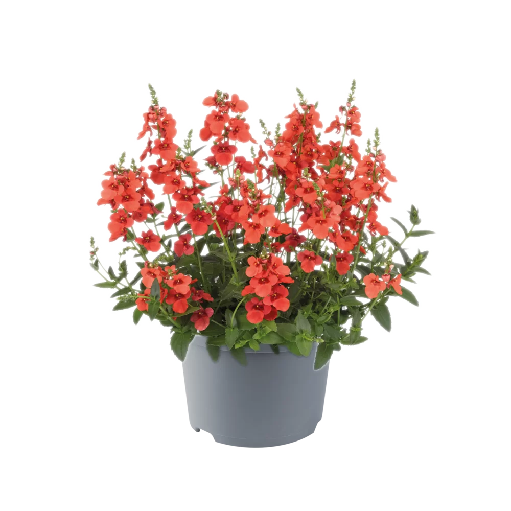 Diascia barberae - Trinity™ - Sunset