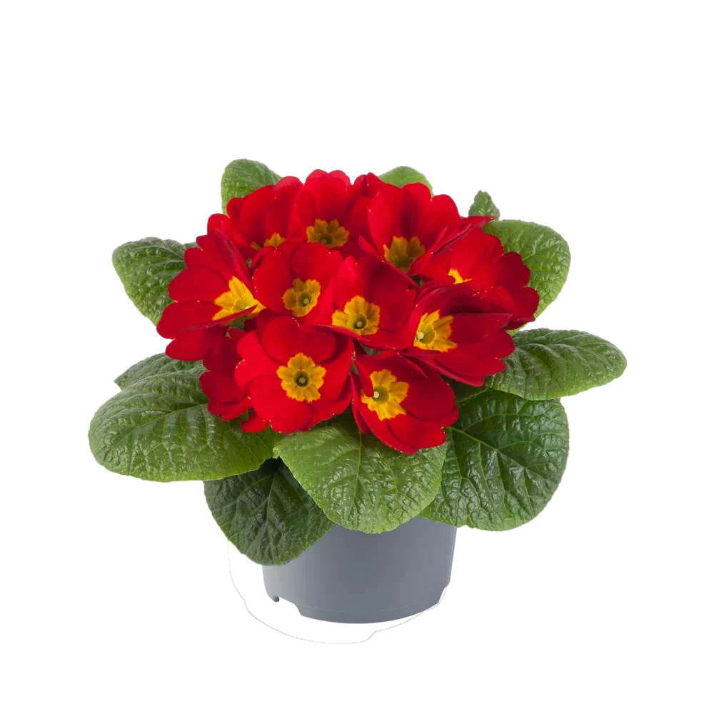 Primula vulgaris Cairo F1 Red