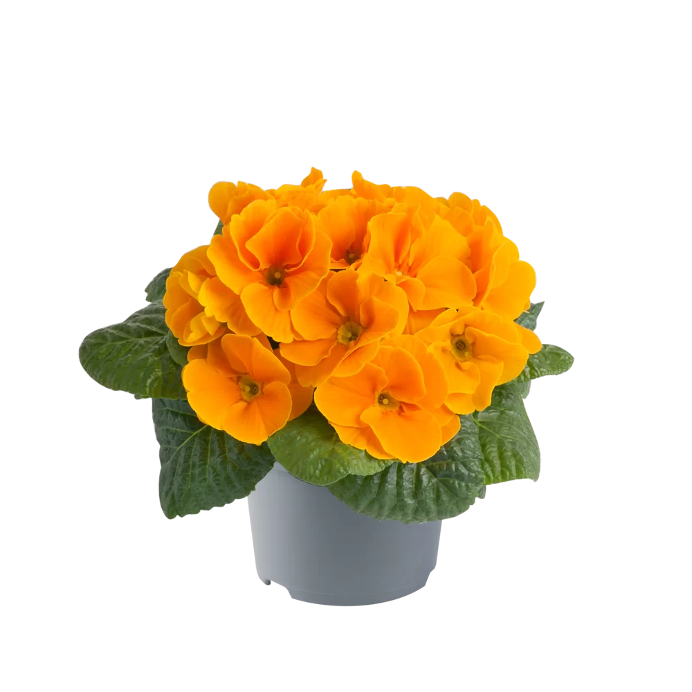 Primula vulgaris Cairo F1 Orange