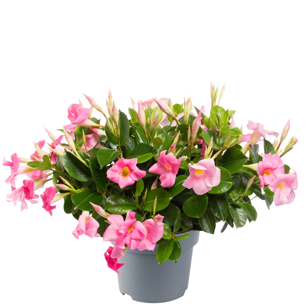 Mandevilla sanderi - Jade - Rose