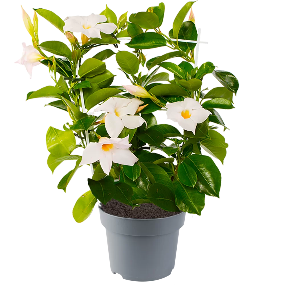 Mandevilla sanderi - Jade - White