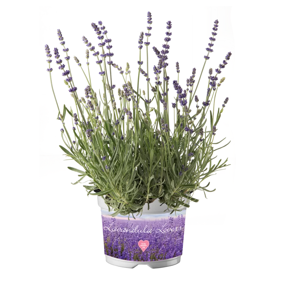 Lavandula angustifolia Lavici® Blue