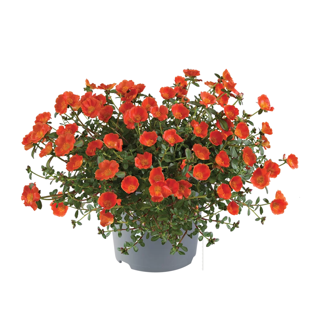 Portulaca oleracea Mega Pazzaz™ Orange