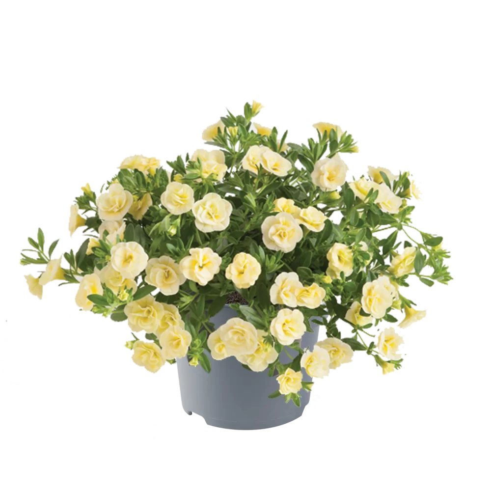 Calibrachoa parviflora Cabaret® Double Light Yellow