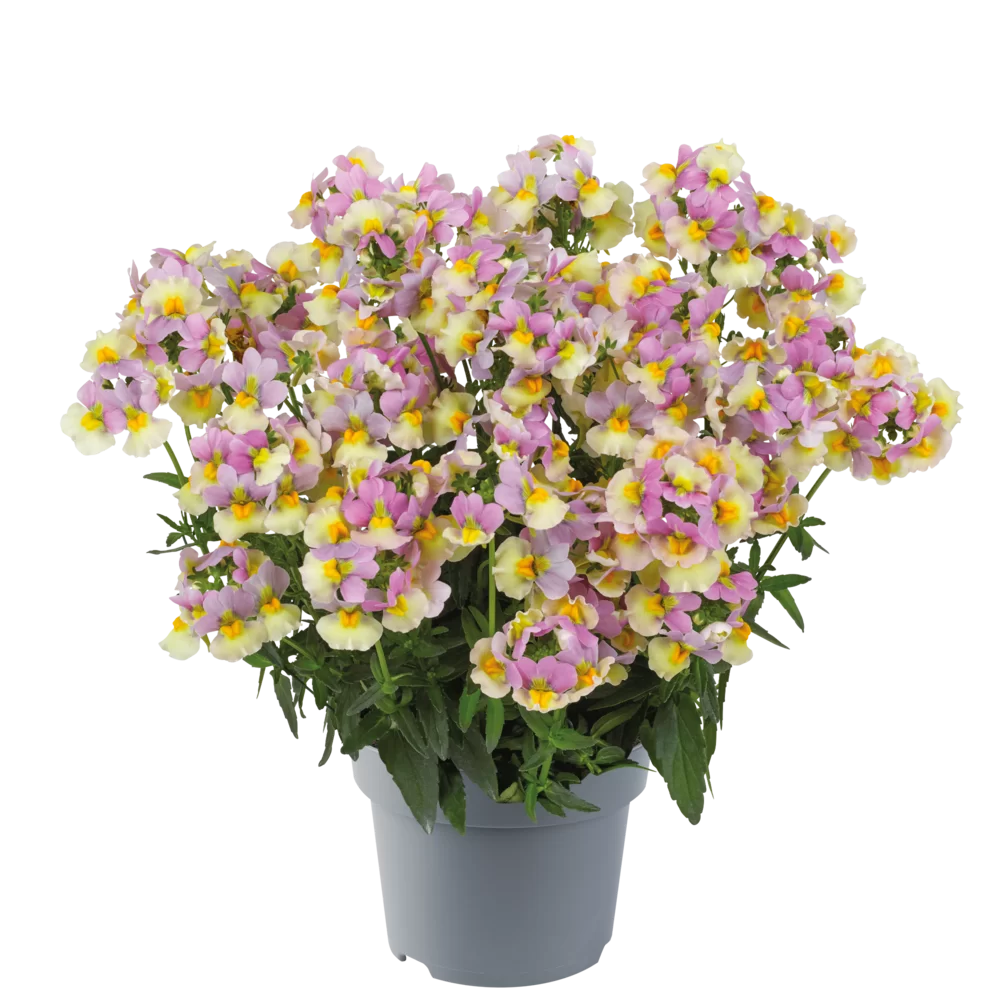 Nemesia fruticans Nuvo® Yellow Bicolour Impr.