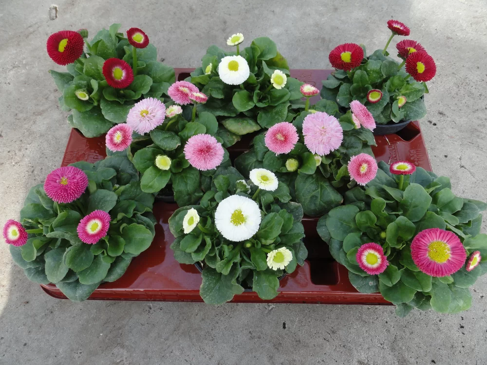 Bellis perennis Bella Mix