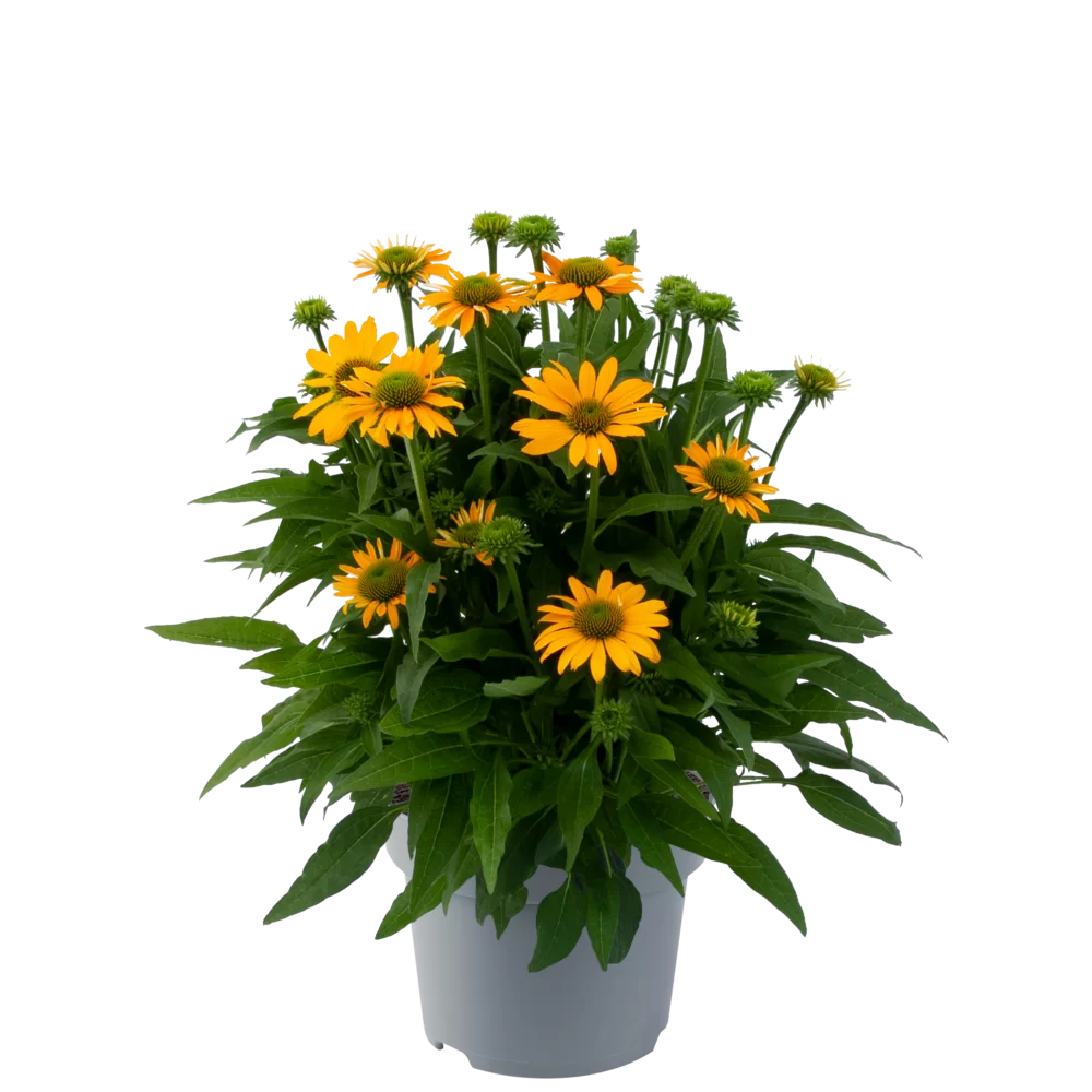 Echinacea purpurea - Lakota™ - Yellow