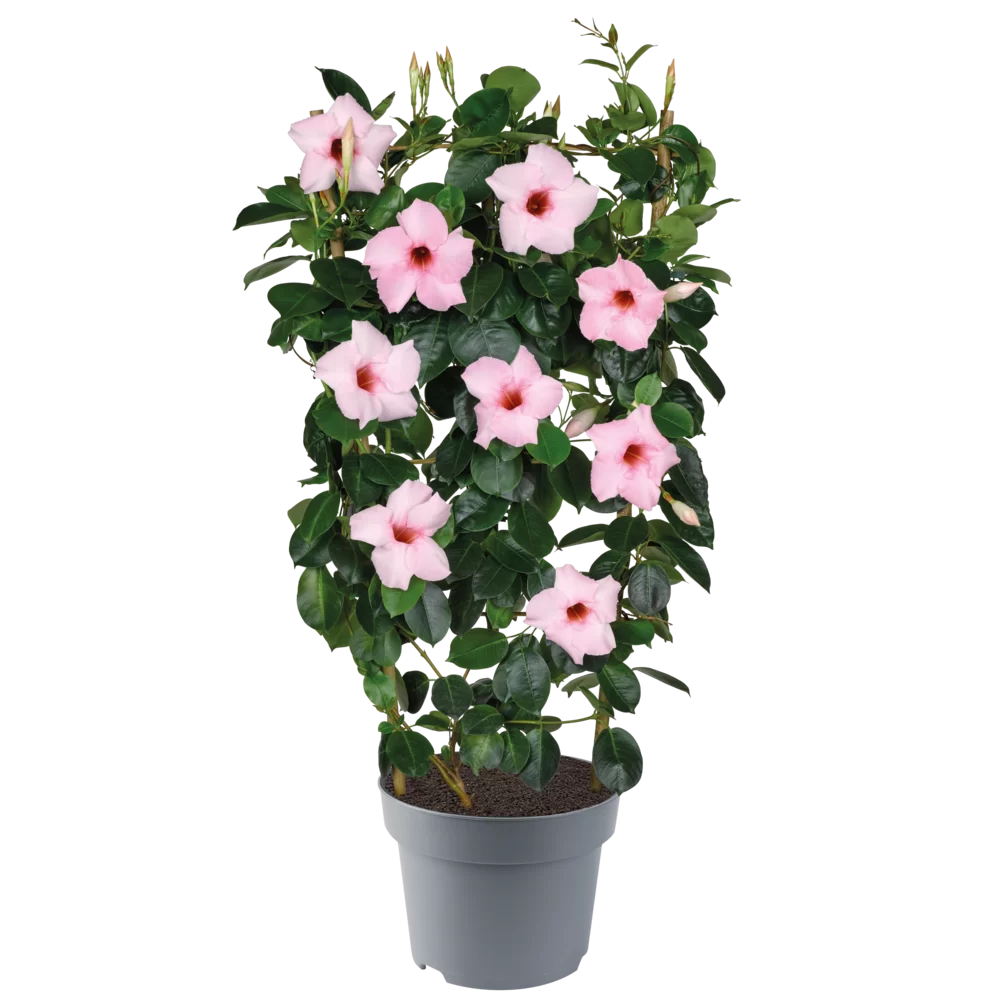 Mandevilla sanderi Velvet Cream