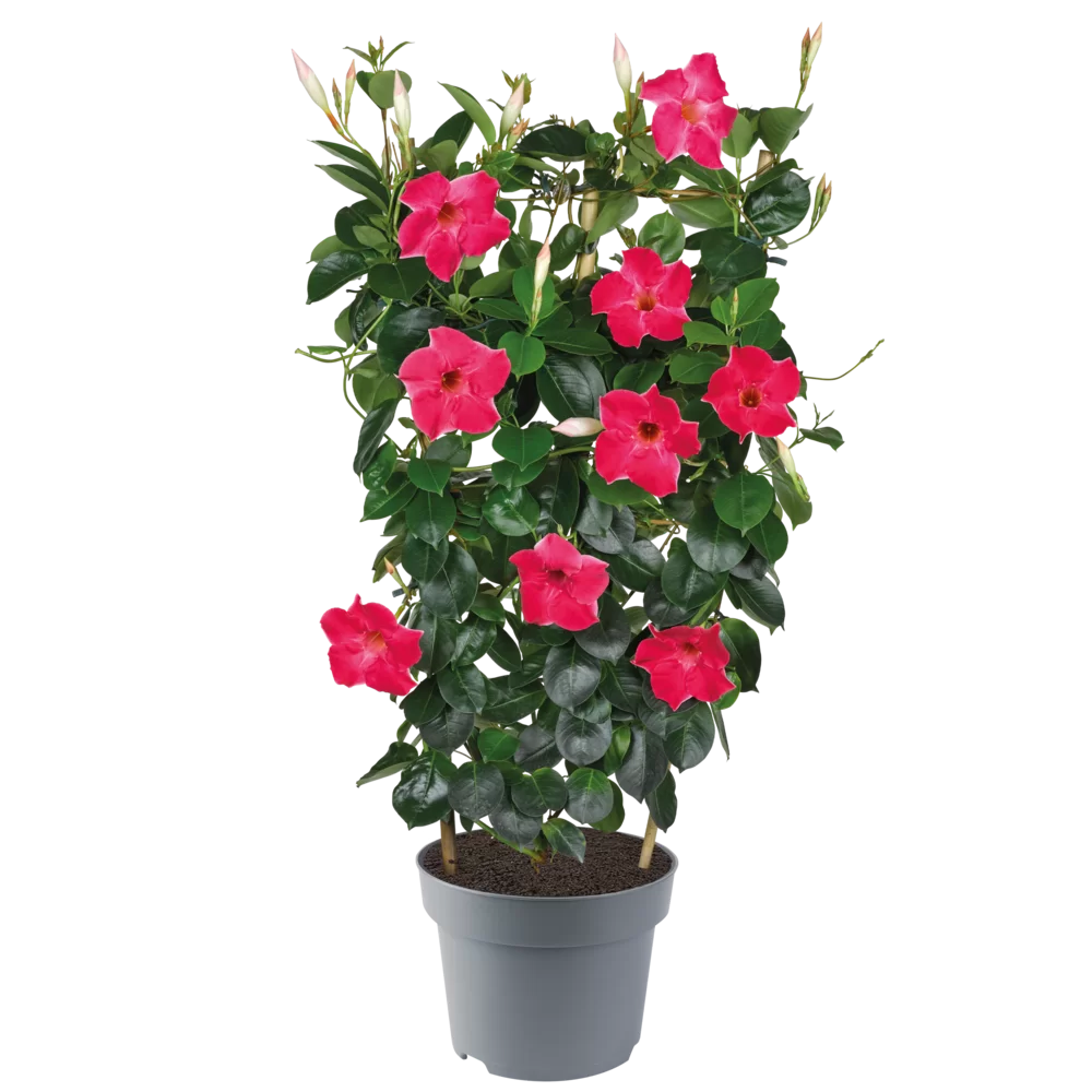 Mandevilla sanderi Velvet Hot Pink
