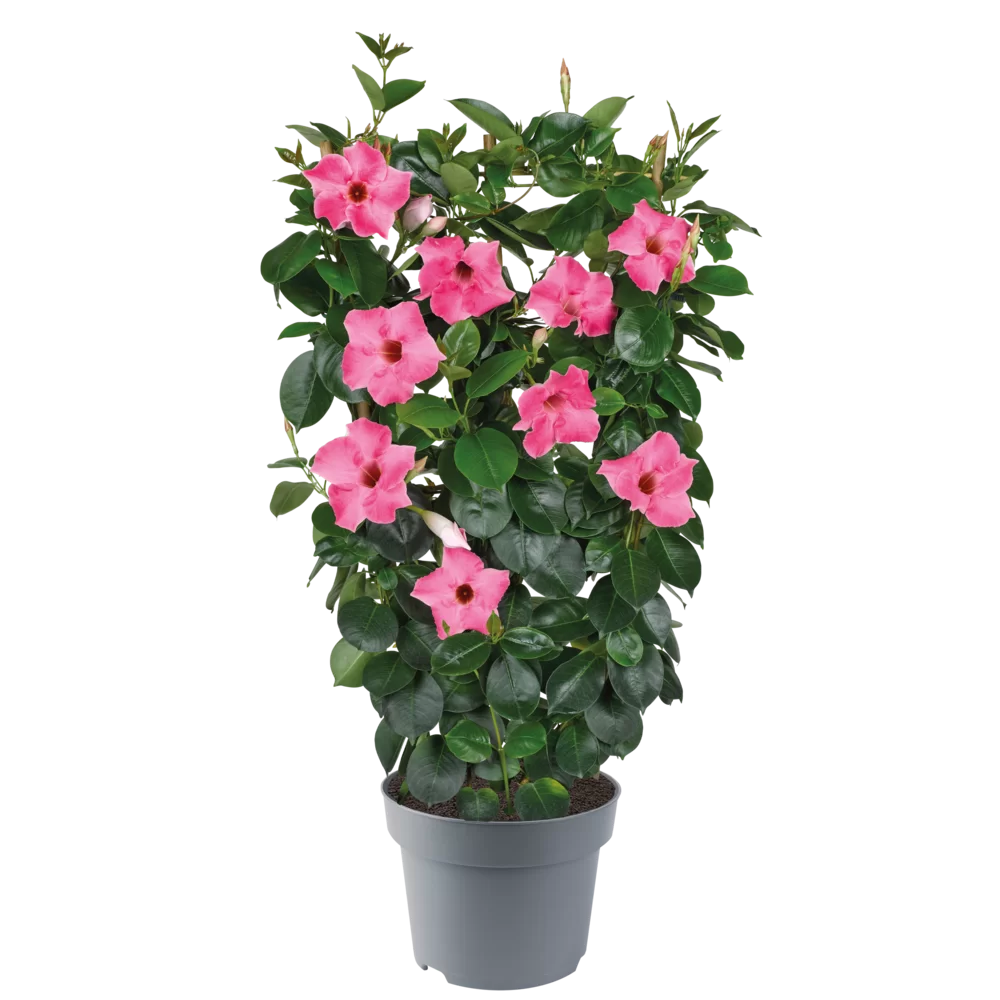 Mandevilla sanderi Velvet Rose