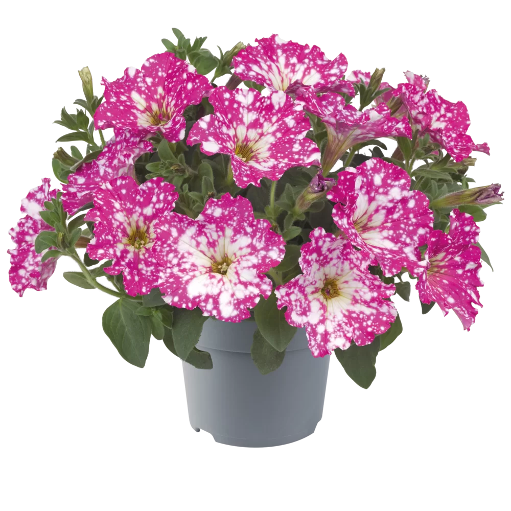 Petunia grandiflora MoonDust Magenta Comet
