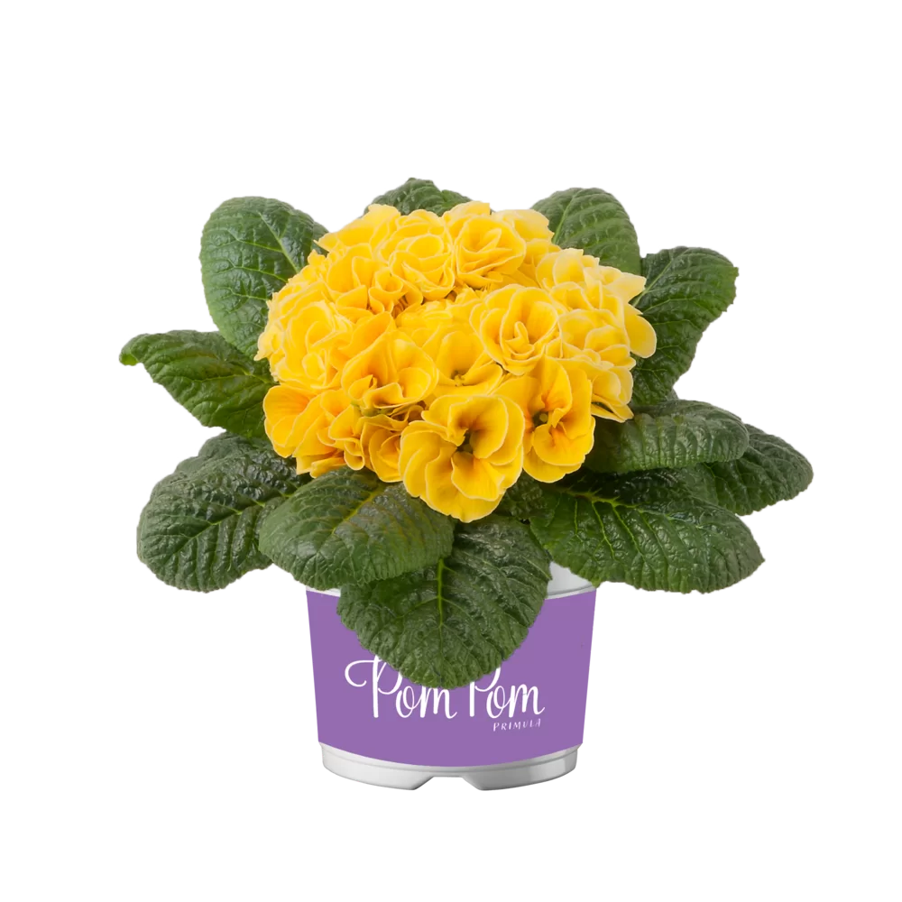 Primula vulgaris Pom Pom F1 Early Dark Yellow
