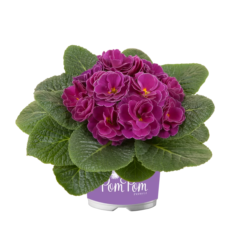 Primula vulgaris Pom Pom F1 Early Lilac Picotee