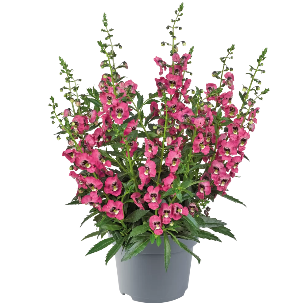Angelonia angustifolia Archangel™ Coral