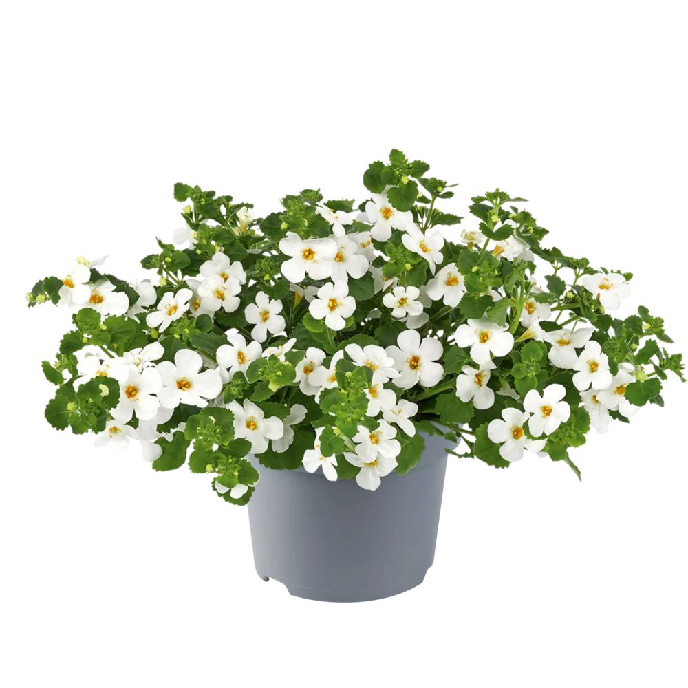 Sutera diffusus MegaCopa™ White old