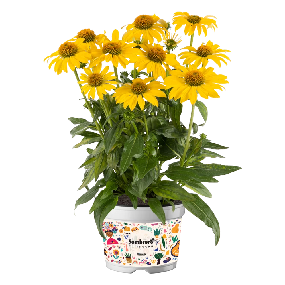 Echinacea purpurea - Sombrero® - Lemon Yellow
