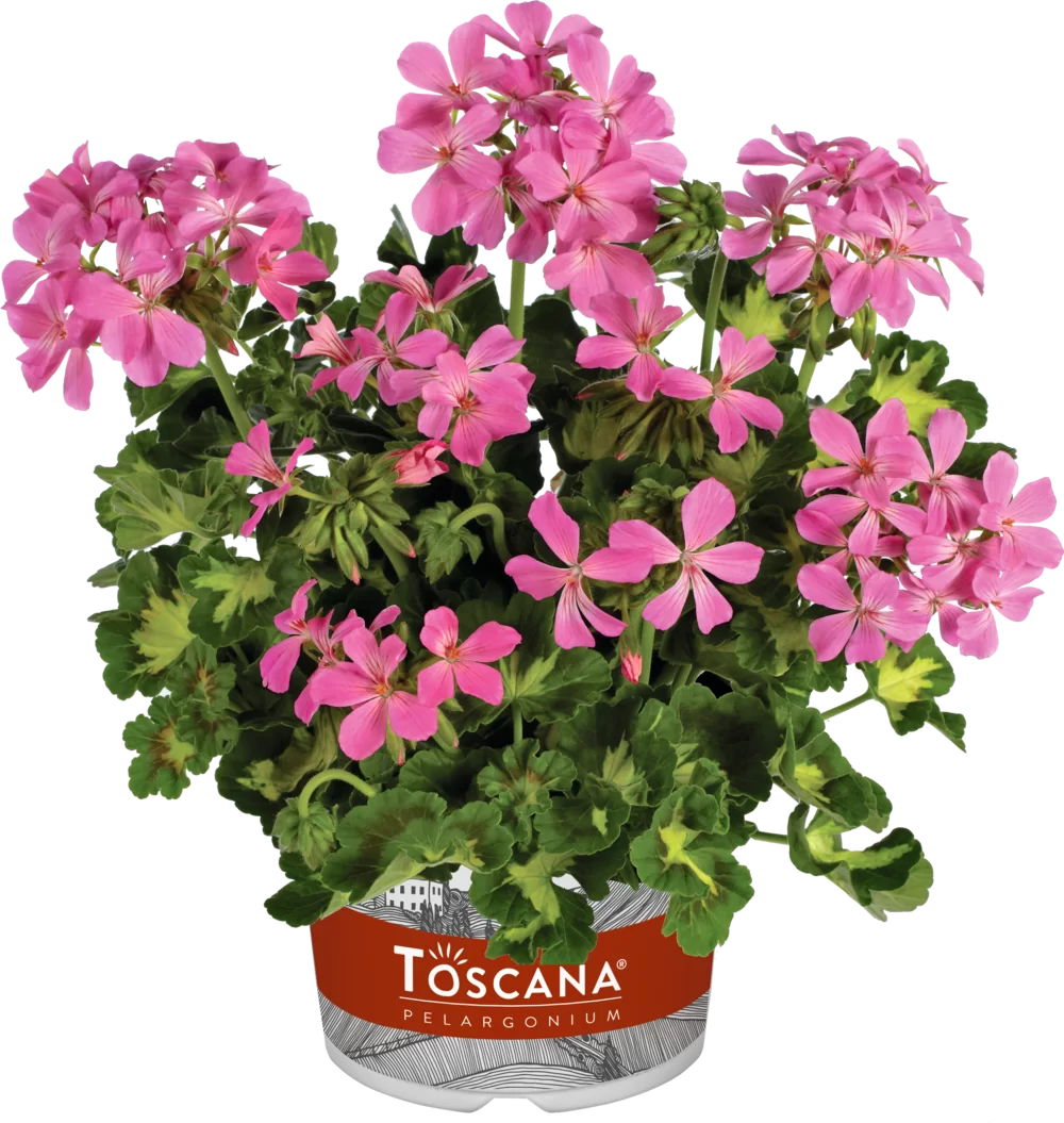 Pelargonium zonale Happy Thought Pink