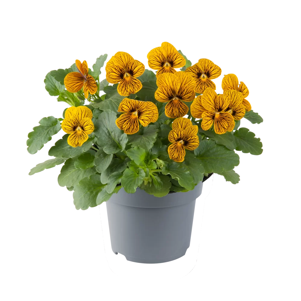 Viola cornuta EVO® Mini Tiger Eye