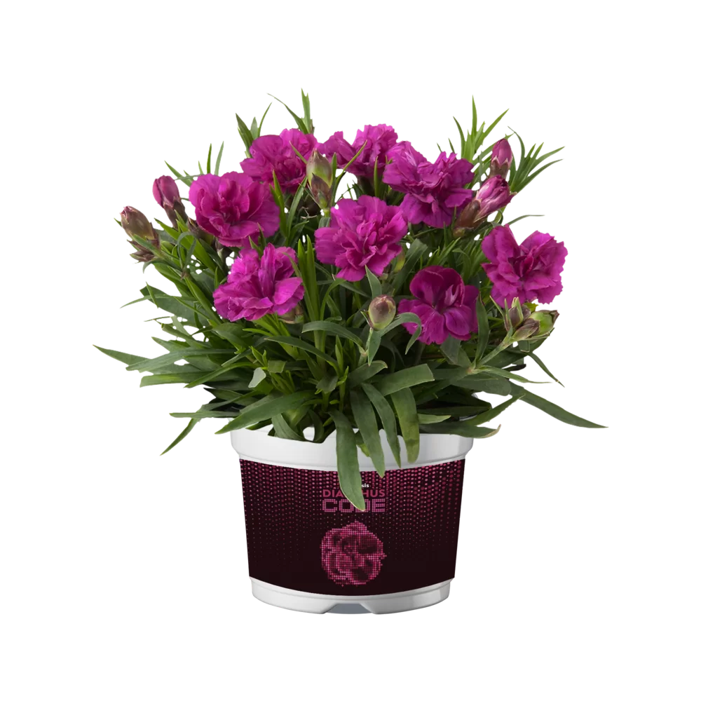 purple bell pepper plant Valar Purple Bell Pepper Seeds – Non‑GMO Open‑Pollinated , Organic
