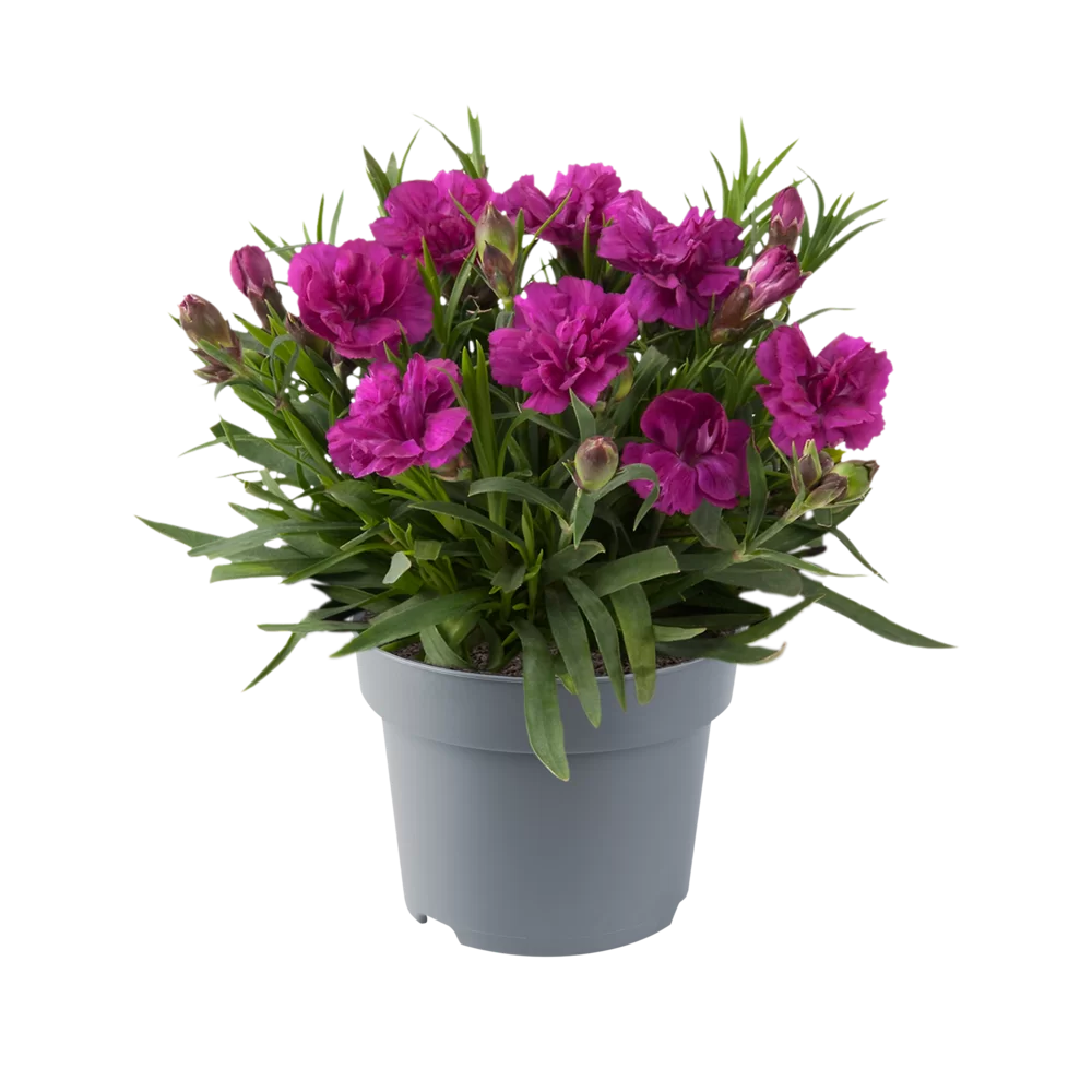 Dianthus caryophyllus Code | Florensis