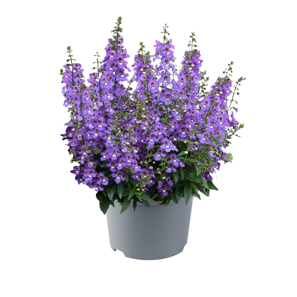 Angelonia angustifolia Serena® Blue