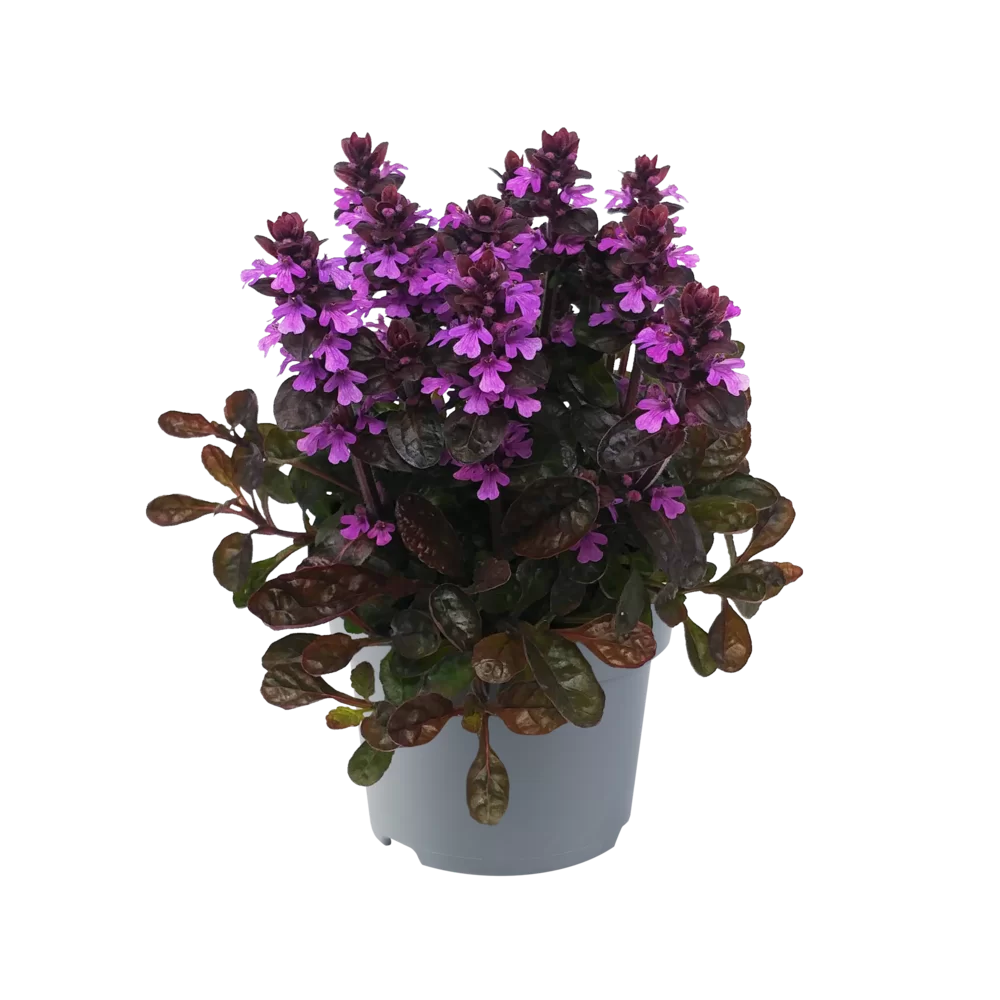 Ajuga reptans Midnight Mystery  