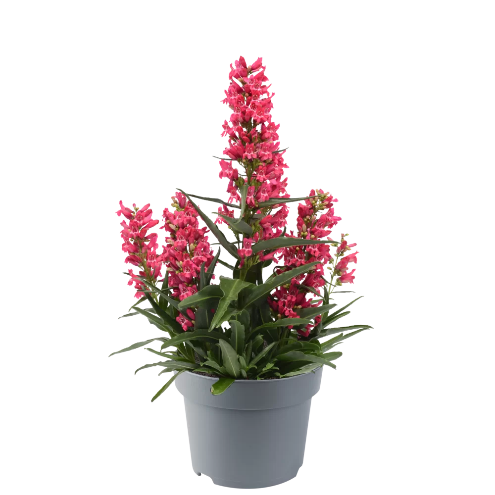 Penstemon barbatus Rock Candy® Ruby