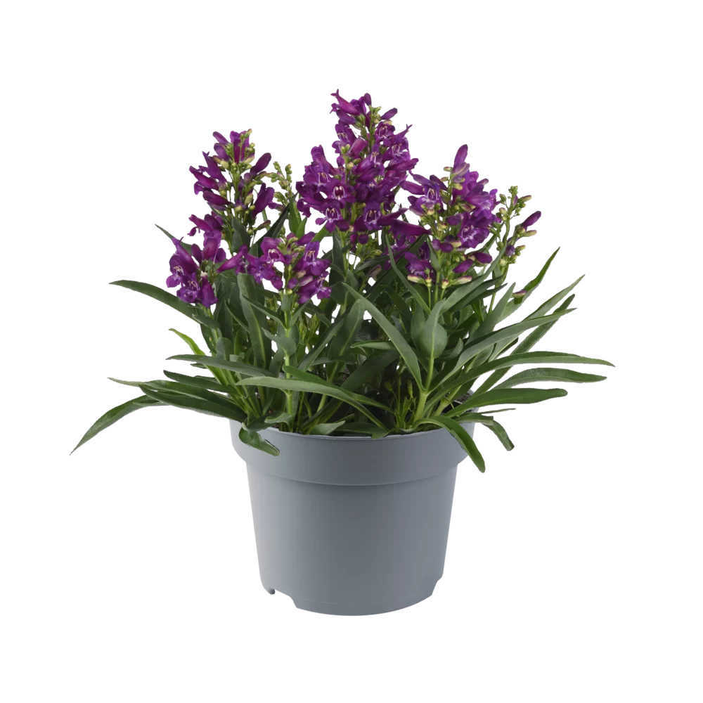 Penstemon barbatus Rock Candy® Purple
