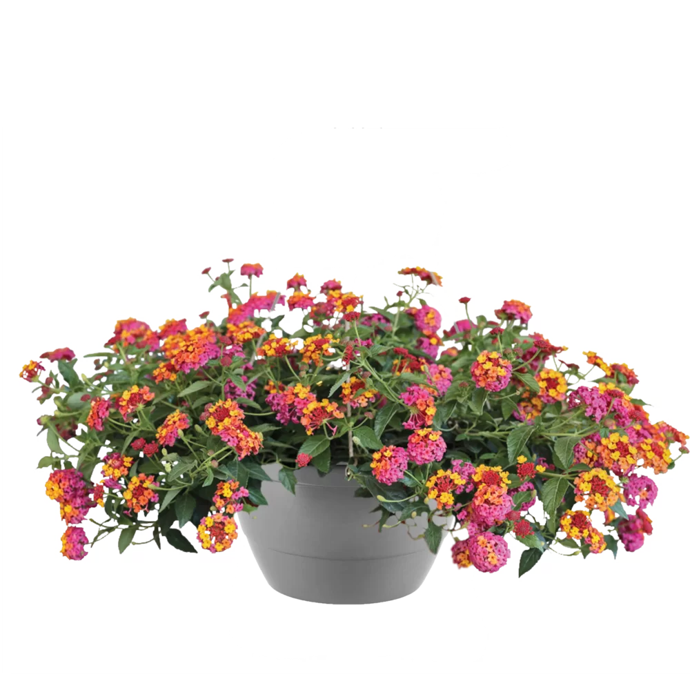 Lantana camara PassionFruit Rose and yellow