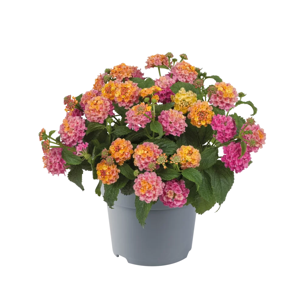 Lantana camara Shamrock Rose Impr.