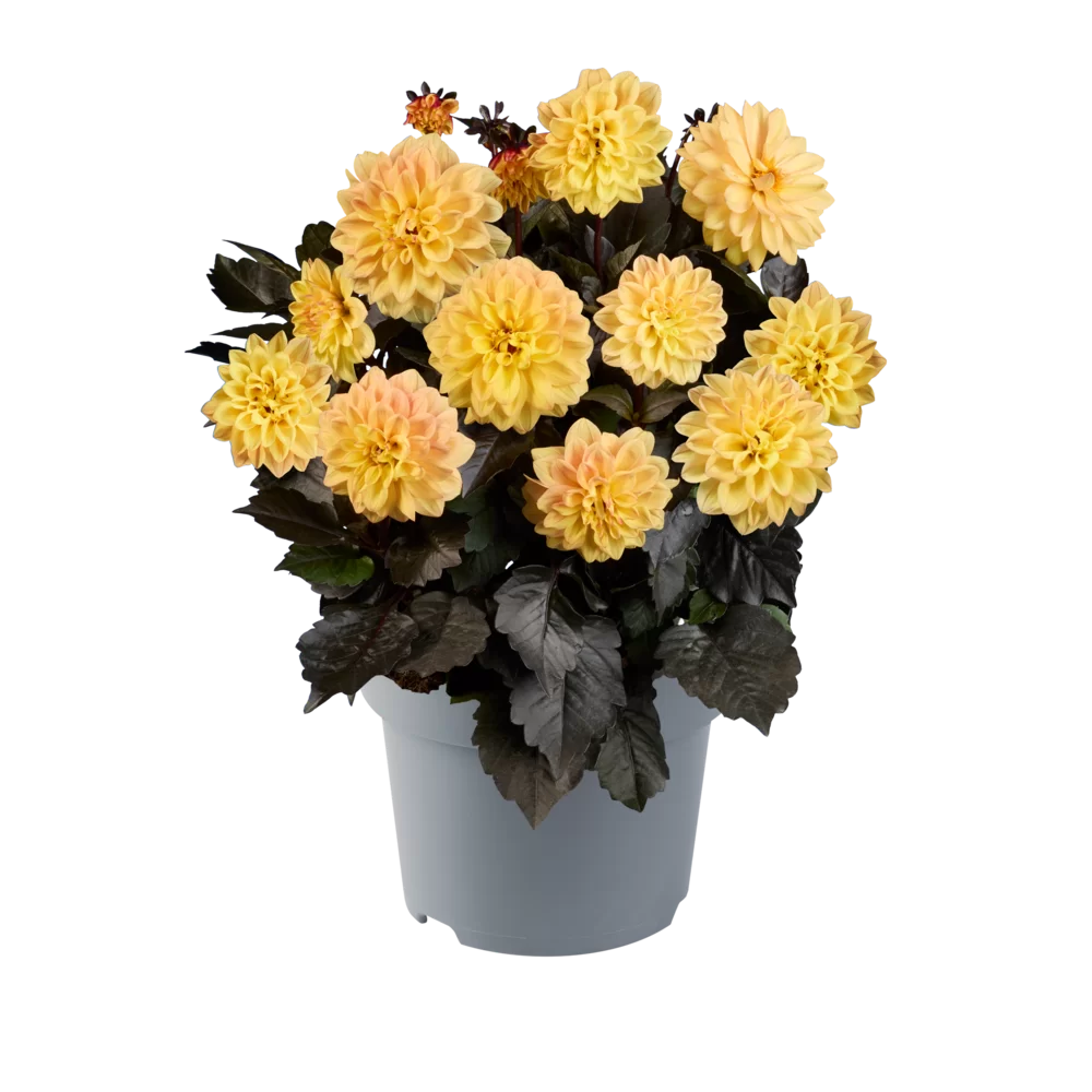 Dahlia coccinea Maxi Noir Yellow