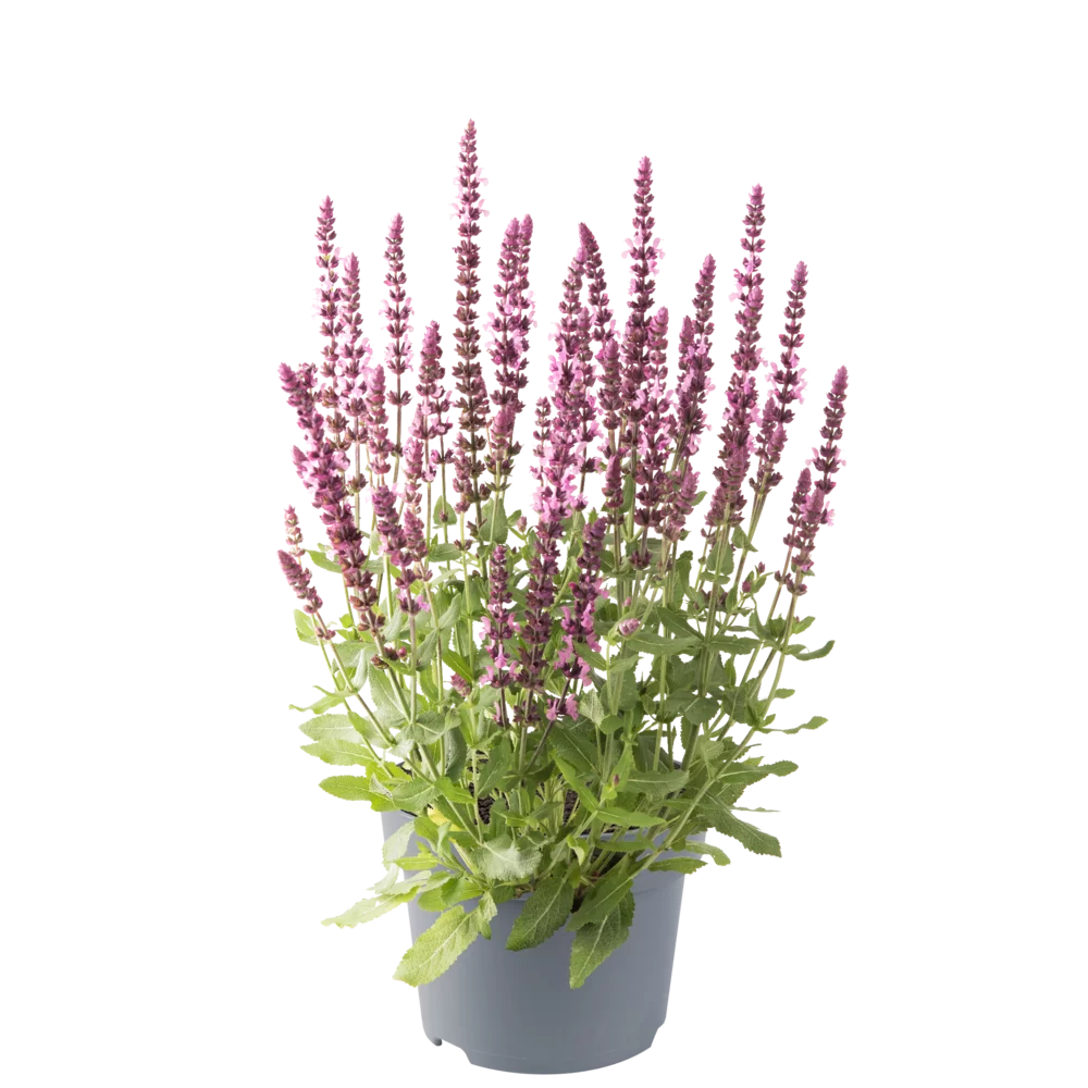 Salvia nemorosa Sensation® Medium Pink