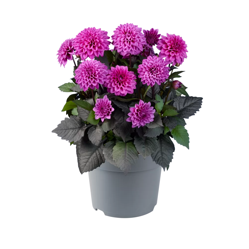 Dahlia coccinea Maxi Noir Purple