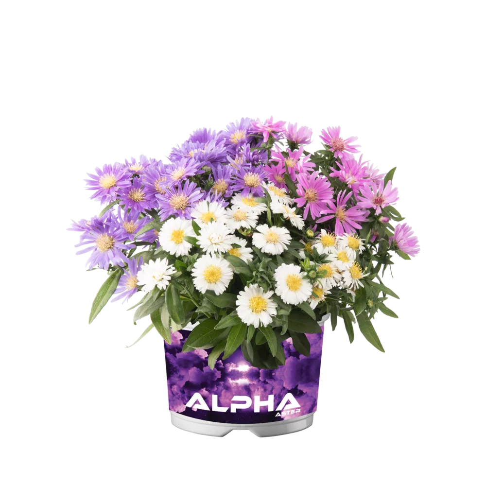 Aster dumosus Alpha® MixMasters® Universe
