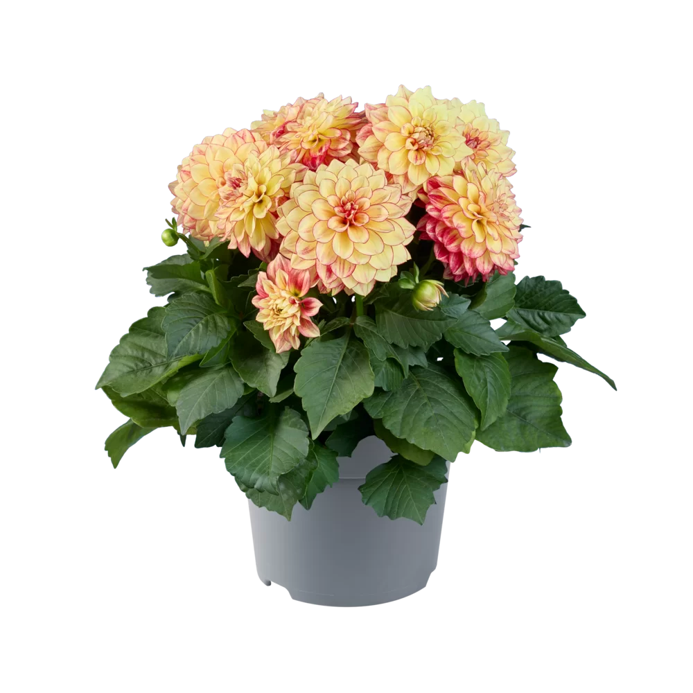 Dahlia coccinea MidiMax Yellow Red Bicolour